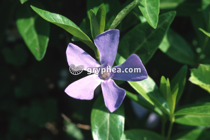 Petite pervenche (Vinca minor) - fleur épanouie - gryphea.com
